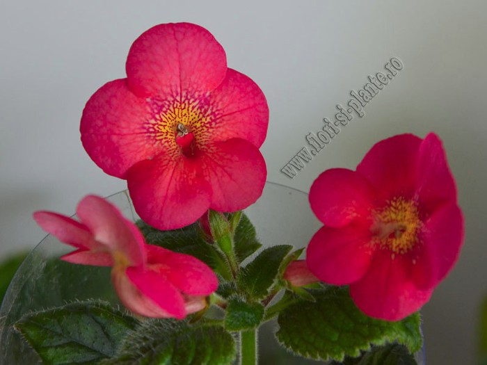 Achimenes Aquarius; 2012
