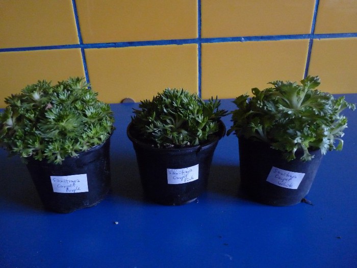 Saxifraga x arendesii " Carpet white". "Carpet purple". " Carpet pink" - Comanda Plant-shop