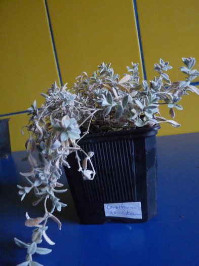 Cerastium tomentosum - Comanda Plant-shop