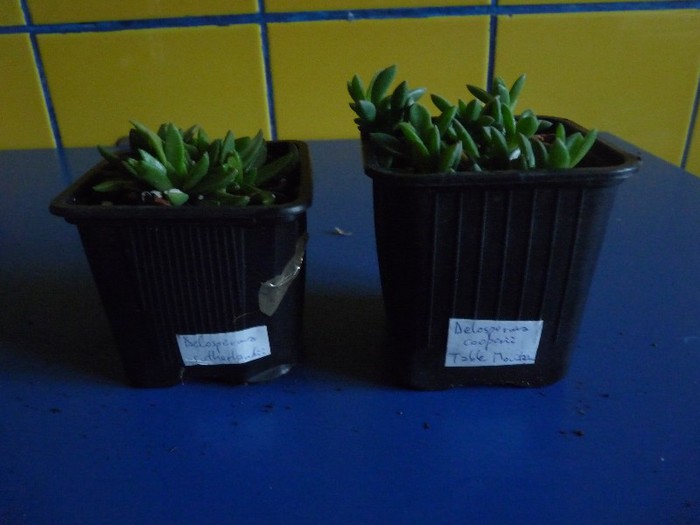 Delosperma sutherlandii, Delosperama cooperii Table Mountain - Comanda Plant-shop