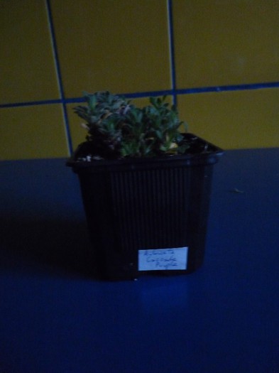 Aubrieta x cultorum " Cascade Purple" - Comanda Plant-shop