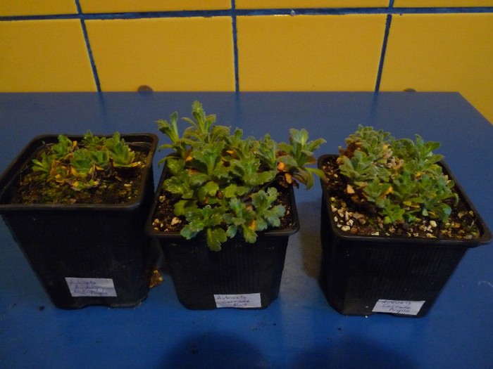 Aubrieta x cultorum " Cascade Purple", "Cascade Red", "Cascade Blue" - Comanda Plant-shop