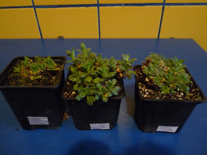 Aubrieta x cultorum " Cascade Purple", "Cascade Red", "Cascade Blue"