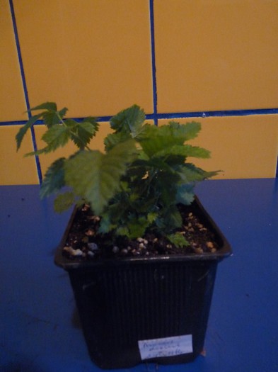 Aruncus dioicus sylvester - Comanda Plant-shop