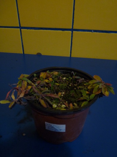 Veronica penducularis "Georgiana blue" - Comanda Plant-shop