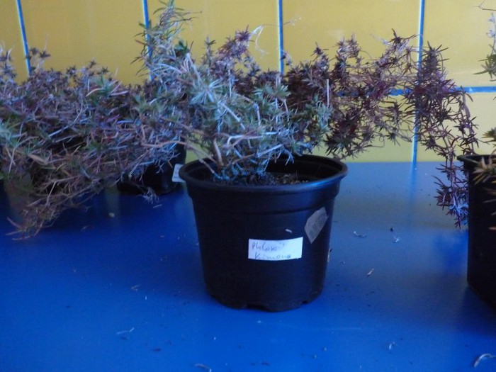 Phlox subulata Kimono pink white - Comanda Plant-shop
