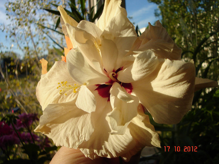 DSC07822 - HIBISCUS