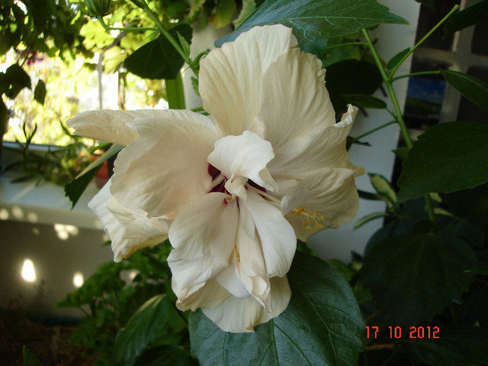 DSC07804 - HIBISCUS