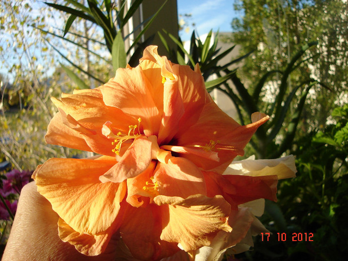 DSC07821 - HIBISCUS