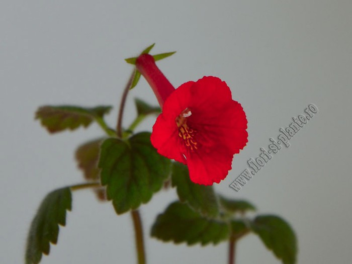 Achimenes Exotic; 2012
