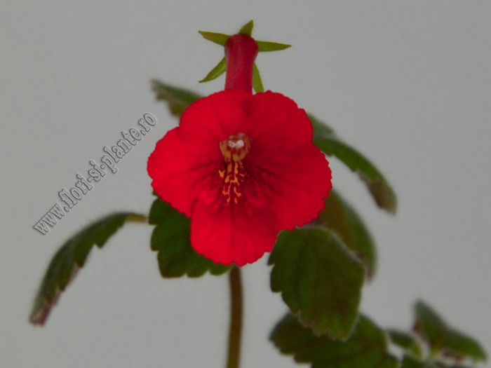 Achimenes Exotic; 2012
