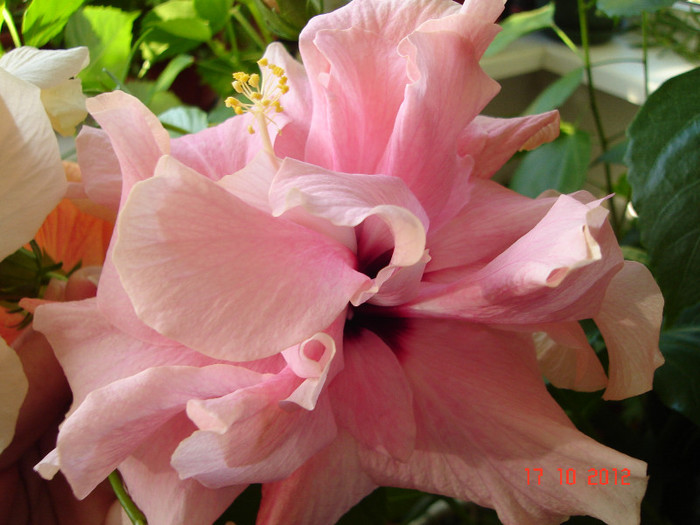 DSC07820 - HIBISCUS