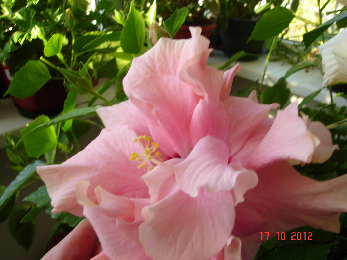 DSC07808 - HIBISCUS