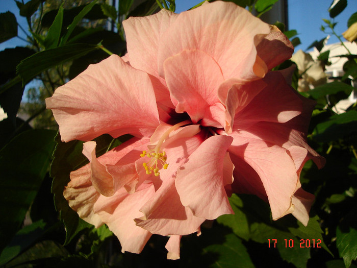 DSC07803 - HIBISCUS