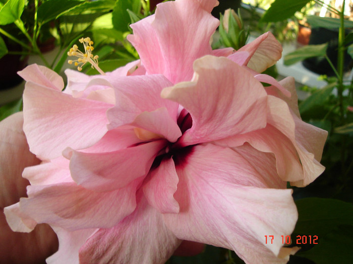 DSC07810 - HIBISCUS