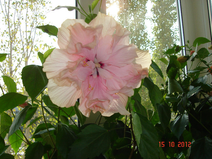 DSC07801 - HIBISCUS