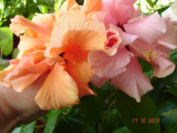 DSC07812 - HIBISCUS