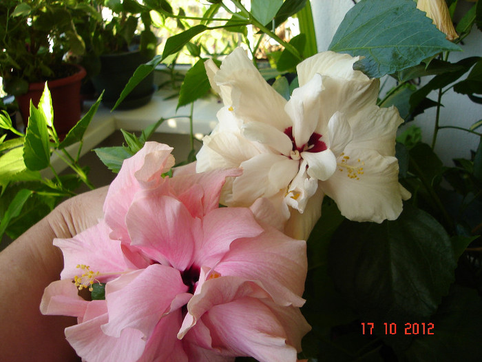 DSC07811 - HIBISCUS