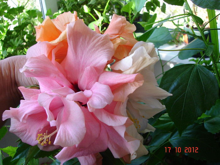 DSC07819 - HIBISCUS