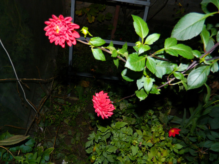 DSCN9153 - OCTOMBRIE 2012