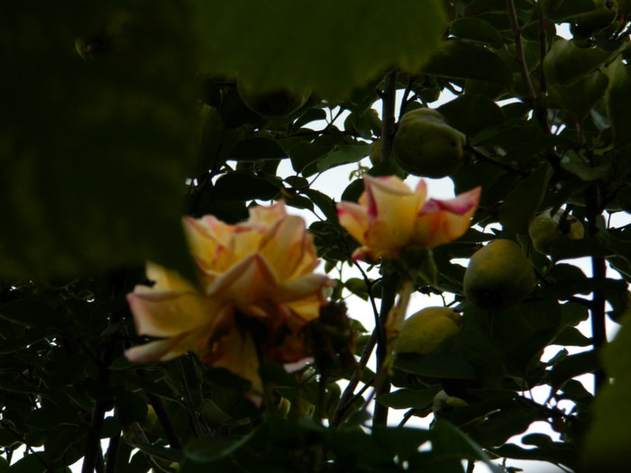 DSCN9164 - OCTOMBRIE 2012