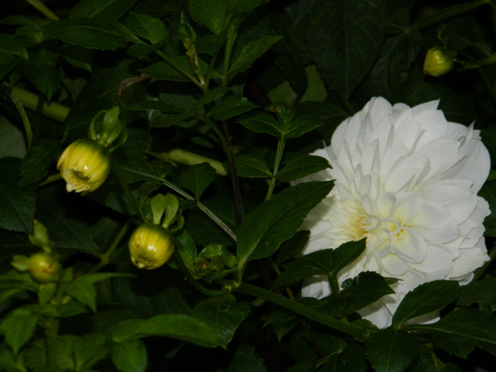DSCN9169 - OCTOMBRIE 2012