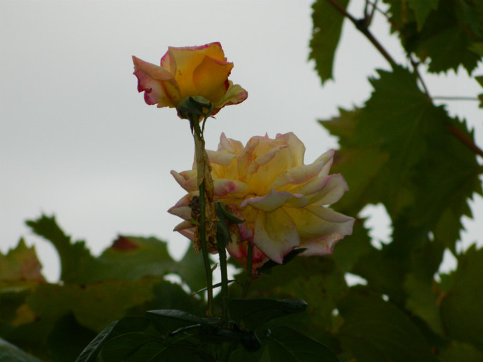 DSCN9177 - OCTOMBRIE 2012