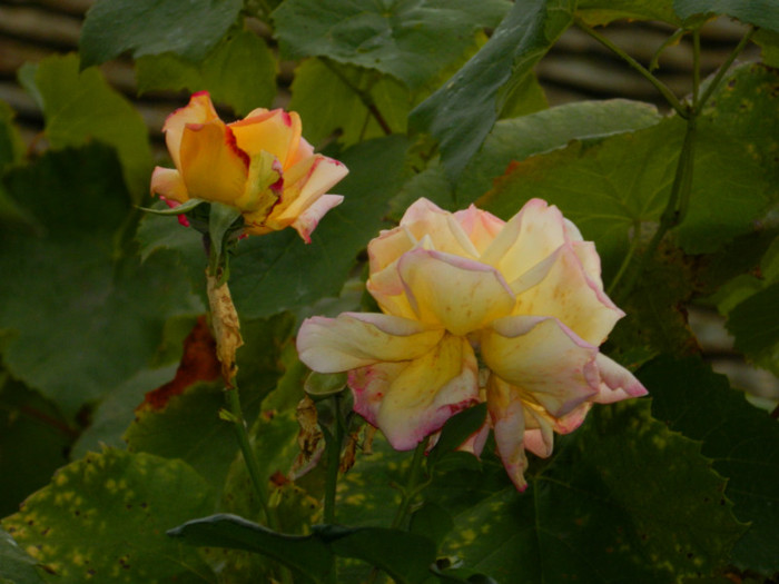DSCN9194 - OCTOMBRIE 2012