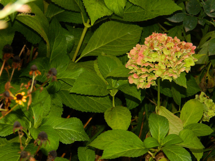DSCN9197 - OCTOMBRIE 2012