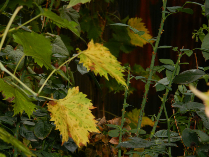 DSCN9220 - OCTOMBRIE 2012