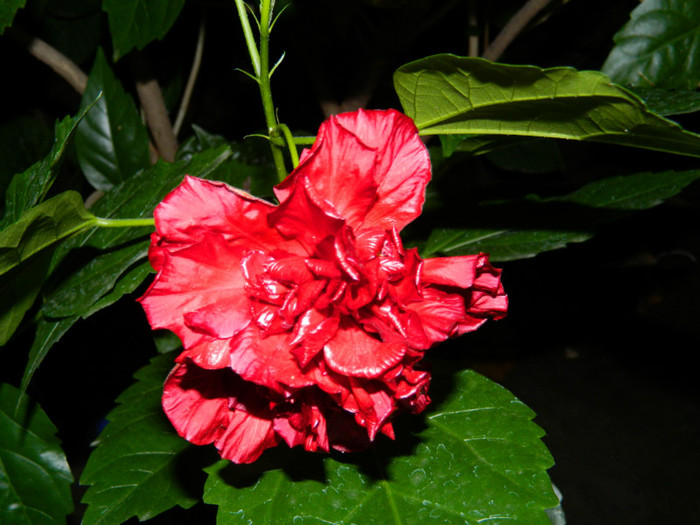 DSCN9245 - OCTOMBRIE 2012