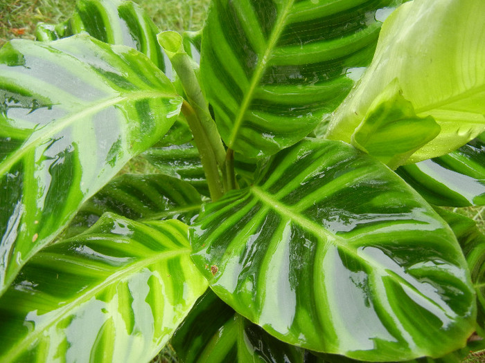 Calathea Zebrina (2012, October 13)