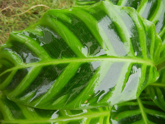 Calathea Zebrina (2012, October 13) - Calathea Zebrina