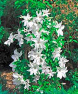 Clematita Beautiful Bride - COMANDA STARKL_2