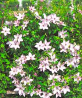 Clematita Utopia - COMANDA STARKL_2