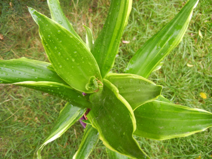 Dracaena Gold Coast (2012, Oct.13)