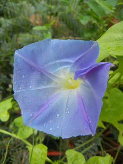 Blue Morning Glory (2012, Oct.14) - Blue Morning Glory