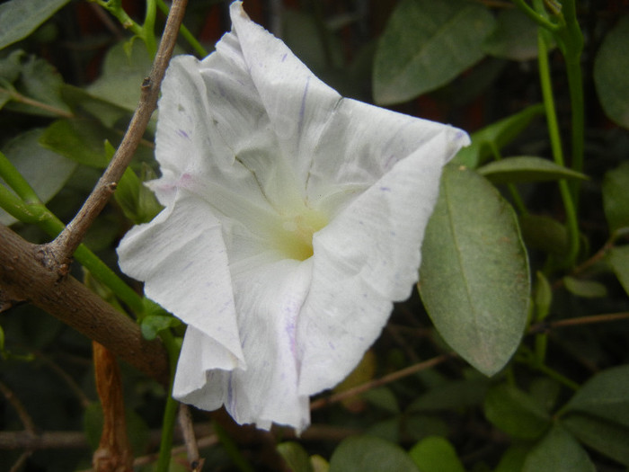 Ipomoea Flying Saucers (2012, Oct.13)