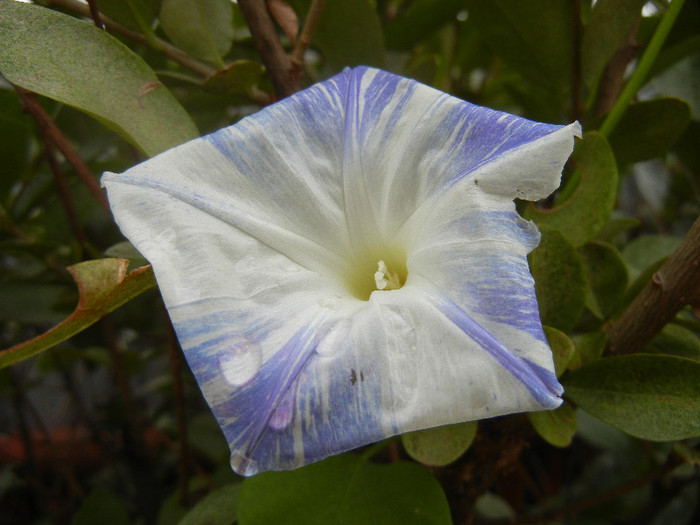 Ipomoea Flying Saucers (2012, Oct.13)