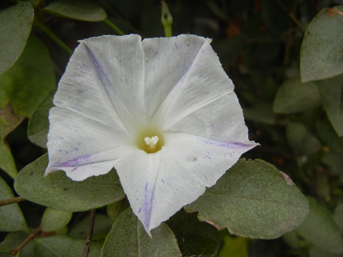 Ipomoea Flying Saucers (2012, Oct.13) - Flying Saucers