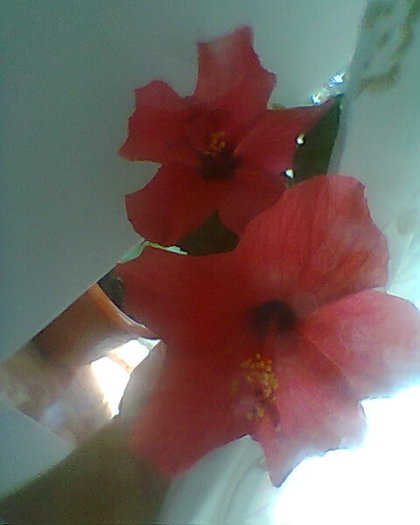 Photo^^0234 - diverse flori 2012