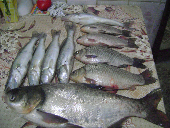 17-10-2012 gurbanesti - la pescuit 2012