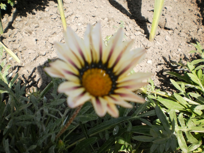 P7040032; gazania
