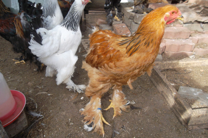 Vandut, cocos brahma columbia