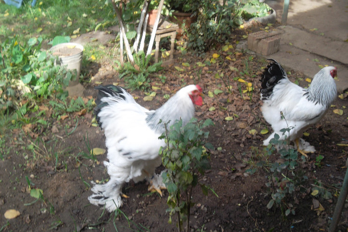 SAM_2771 - 2-Tineret 2012