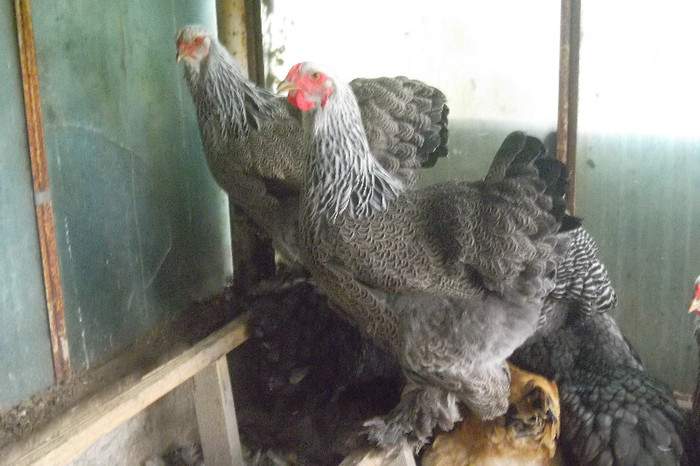 SAM_2782 - 2-Tineret 2012