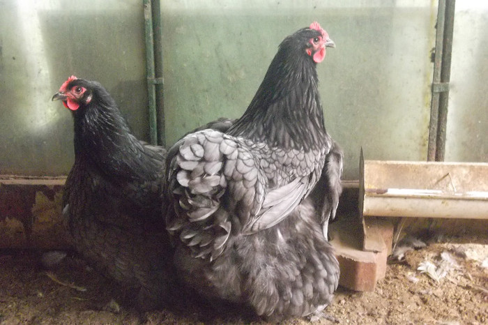 SAM_2788 - 2-Tineret 2012