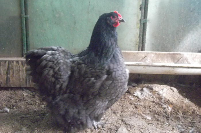 Vandut - 2-Tineret 2012