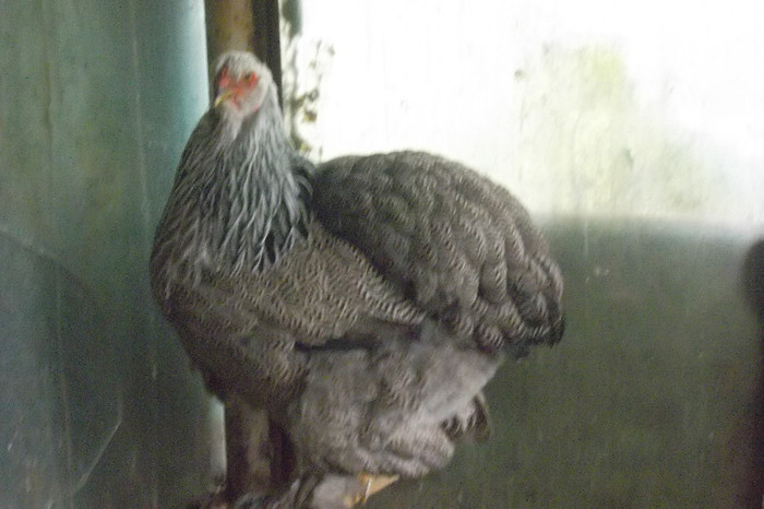 SAM_2790 - 2-Tineret 2012