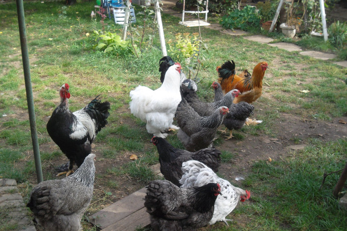 SAM_2792 - 2-Tineret 2012